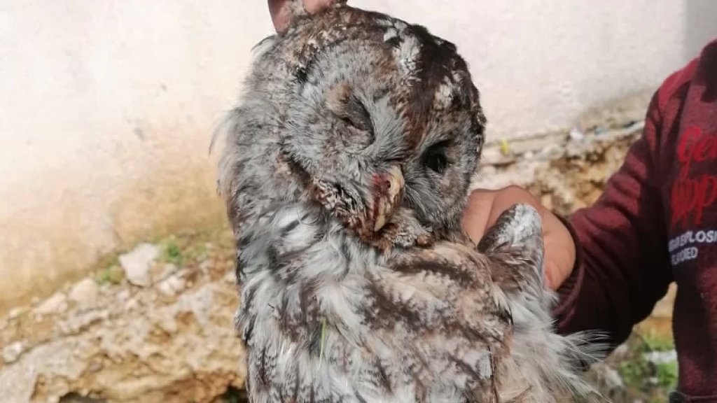 المزيد من قلة الوعي والقتل.. اصطياد بومة من نوع tawny owl بين سوق الغرب وشملان! 